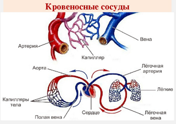 Человек настолько стар, насколько стары его сосуды